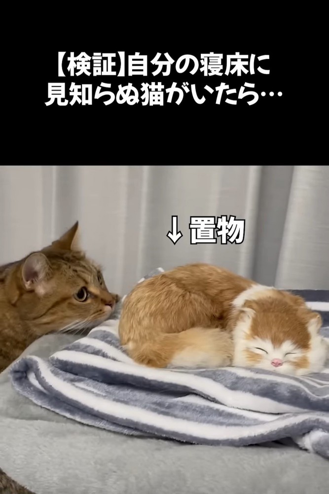 猫の置物に近づく猫