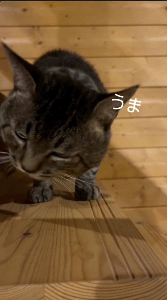 とうもろこしをむしゃむしゃと食べる猫