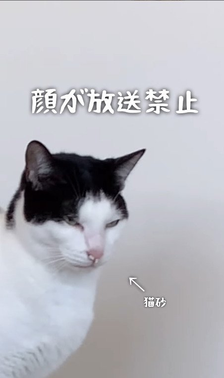 猫砂を鼻に詰めながら目を細める猫