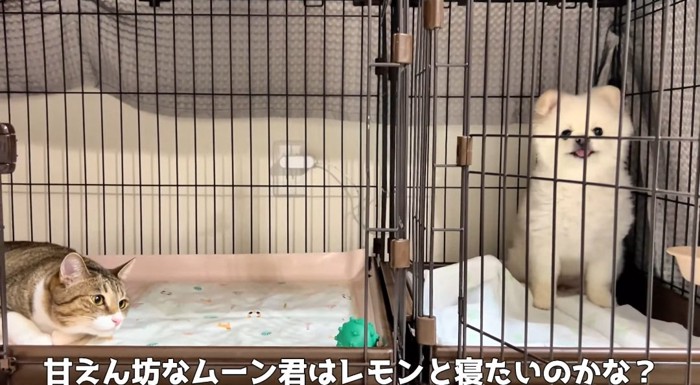 ケージの中の猫と犬