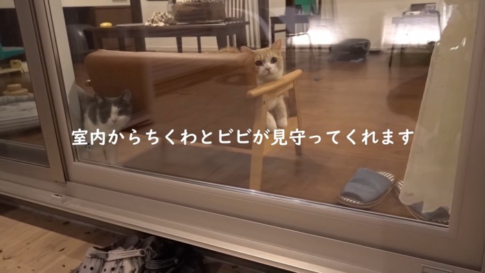 外をみる2匹の猫