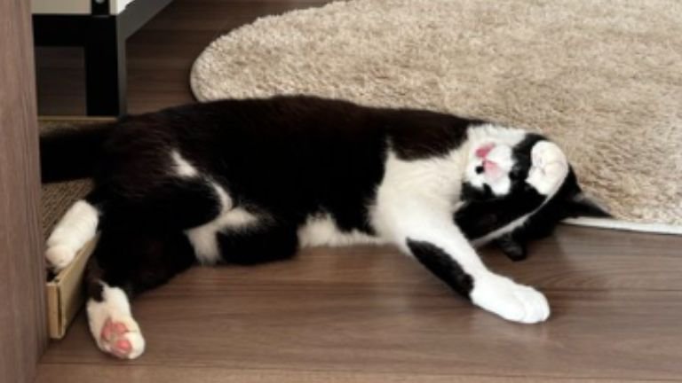 室内にいる猫