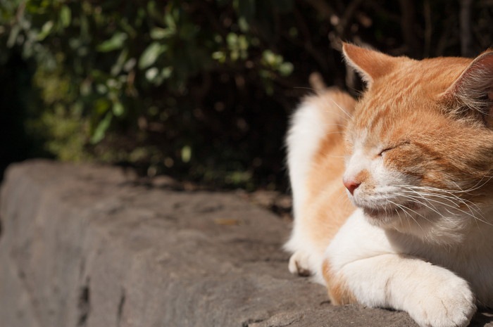 塀で寝ている猫