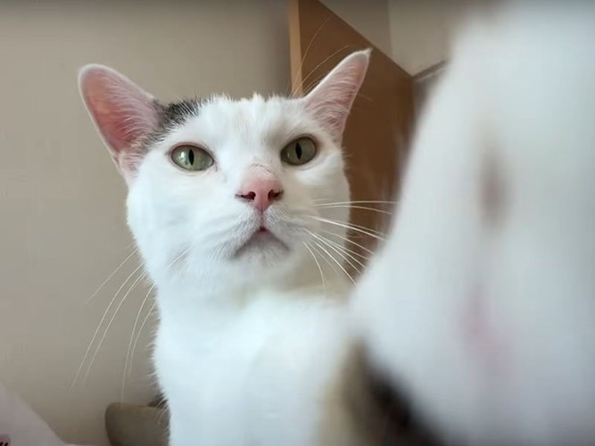 お手をする猫