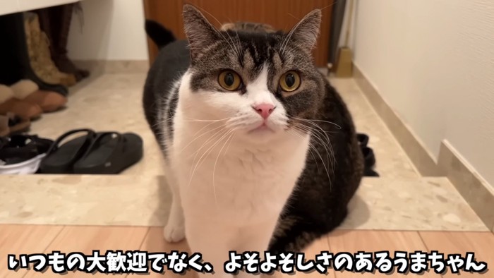 立っている猫