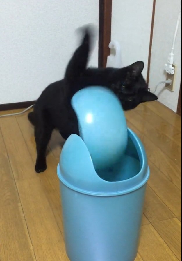 激しいパンチをする猫