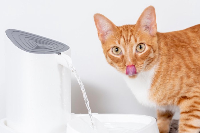 水を飲んで鼻ペロする猫