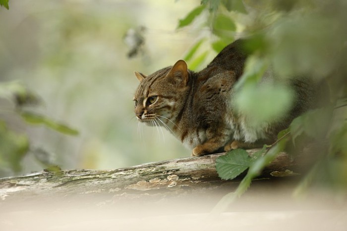 枝の上で葉陰にたたずむサビイロネコ