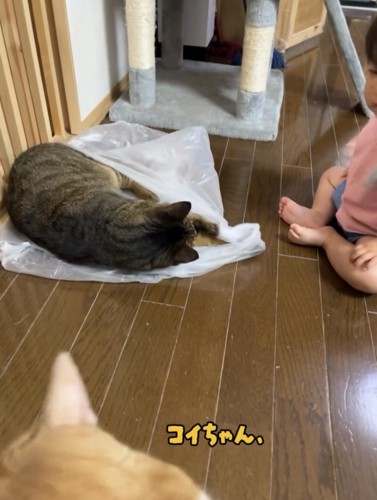 袋の上で寝る猫