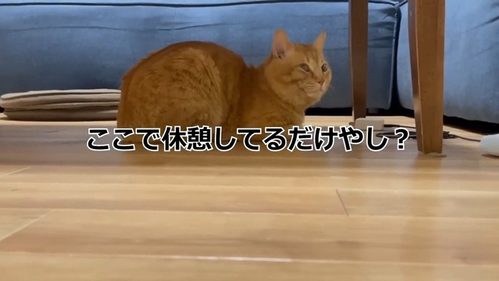 ここで休憩してるだけやし？