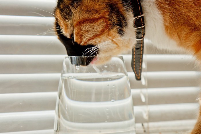 皮の首輪をつけた猫