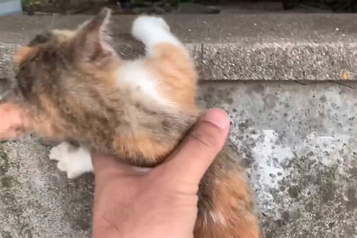 落ちてしまった子猫