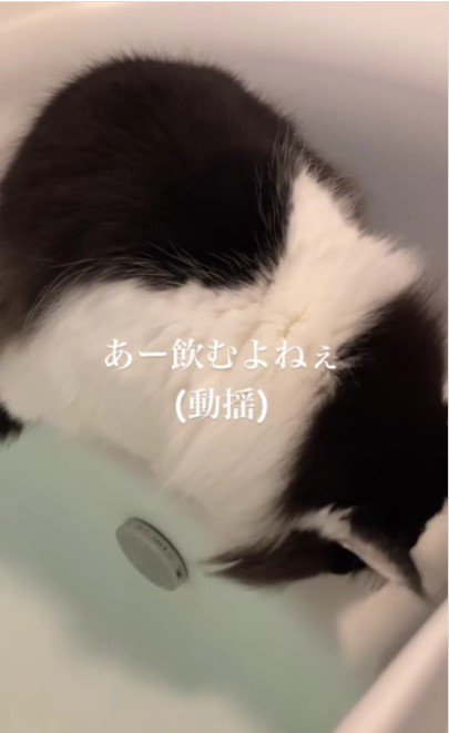 お湯を飲む猫