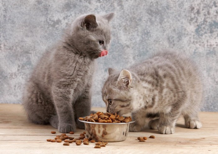 餌を食べる二匹の子猫