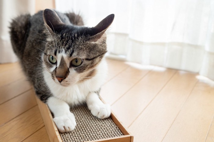 爪とぎ器の上に乗る猫