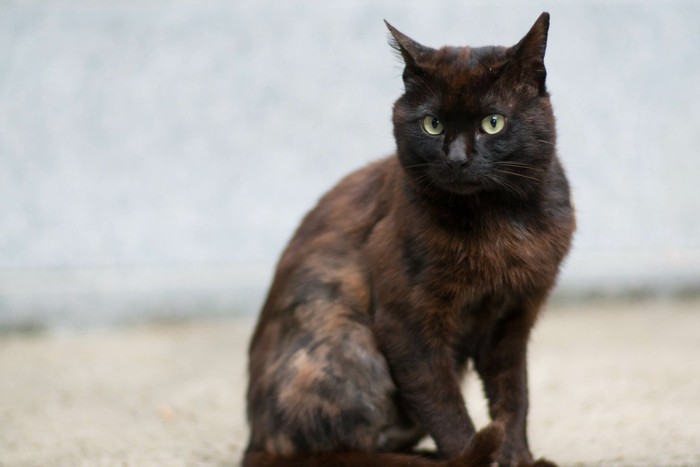 戸惑う猫