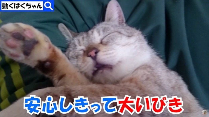 眠る猫