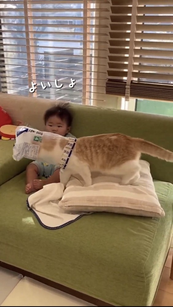 子供のそばにいる猫%％袋をかぶったがんもくんに興味津々な赤ちゃん