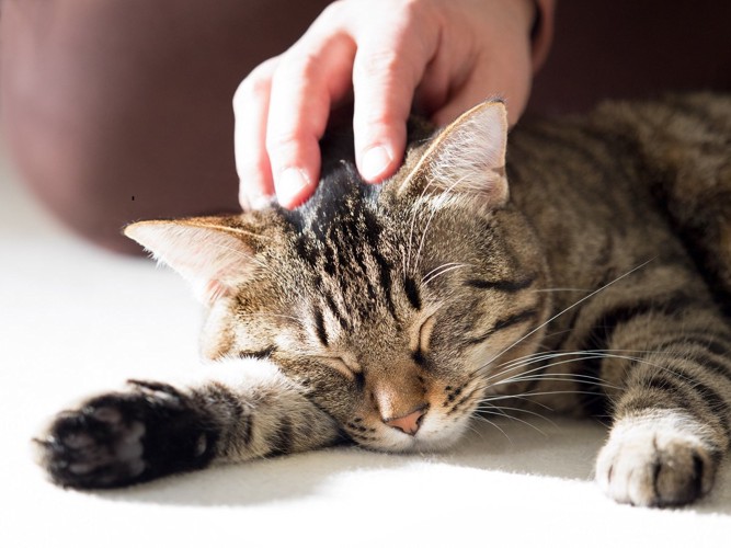 かわいい猫の寝顔