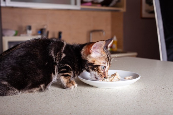 茹でた鶏肉を食べる猫