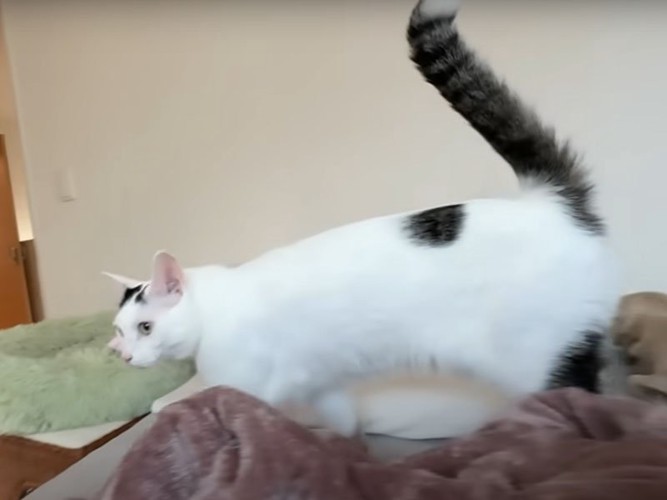 嬉しそうな猫