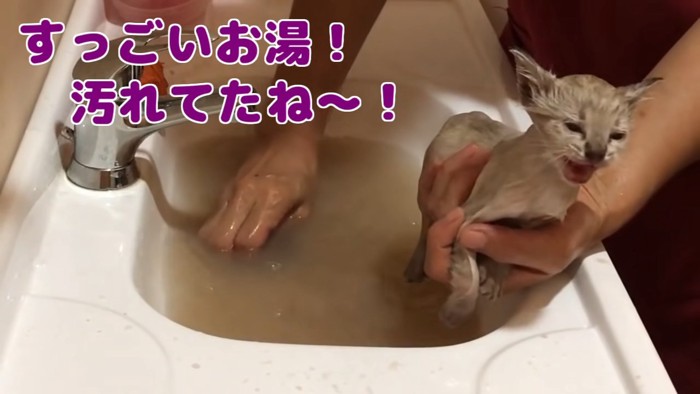 鳴いている子猫と汚れたお湯