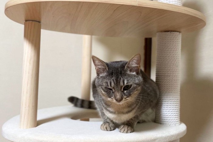 キャットタワーの上に佇むサバトラ猫