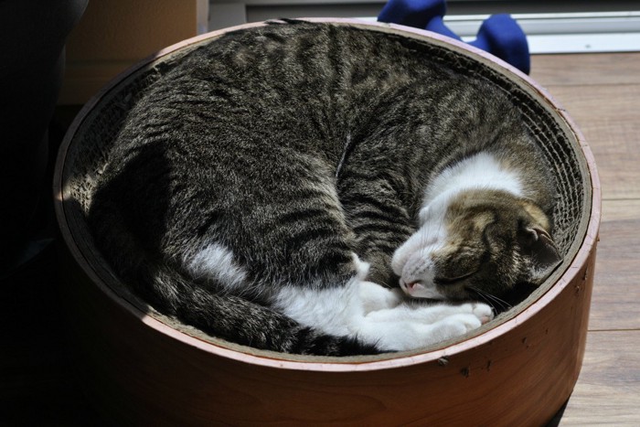 円形ベッドで熟睡する猫