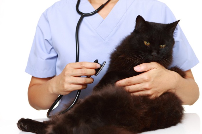 黒猫を診察する獣医師