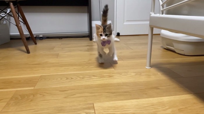 全速力なうなぎちゃん