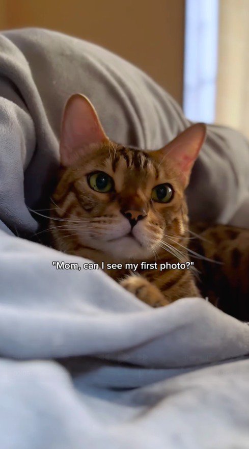 ベッドの上で寝そべる猫
