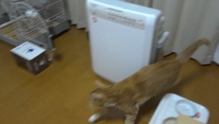 飛び出す猫