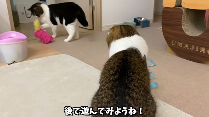 おもちゃで遊ぶ猫とそれを見る猫