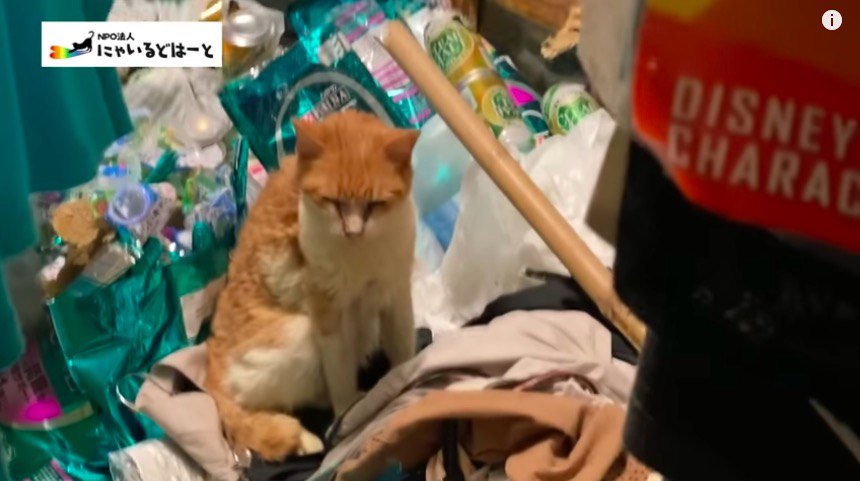 保護した猫