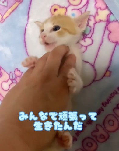 仰向けで人の手と遊ぶ茶トラ子猫