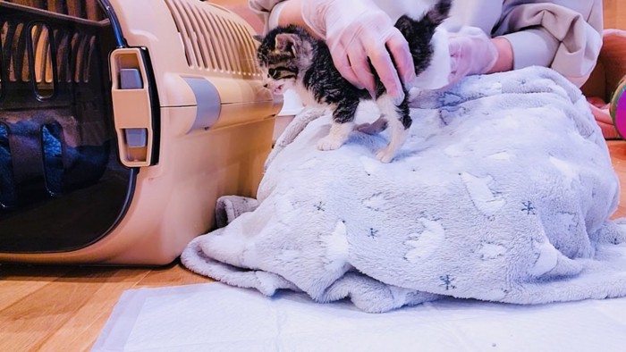 ママにトイレのお世話をしてもらう子猫