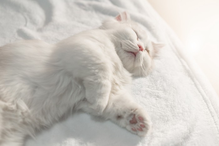 ブランケットの上で仰向けになって眠るマンチカン