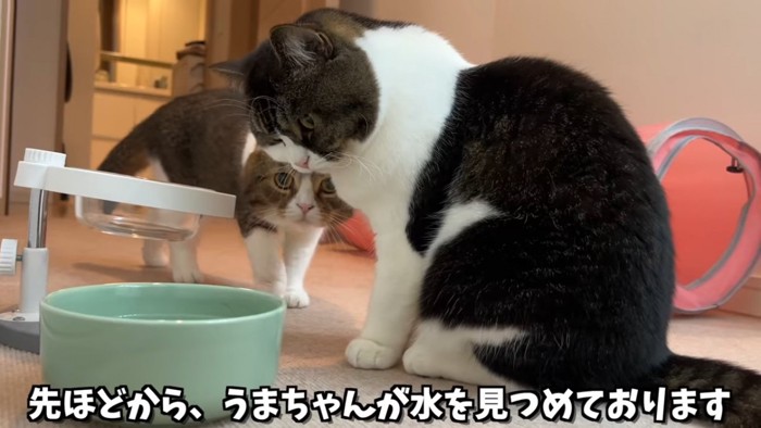 座って水の入った器をみる猫