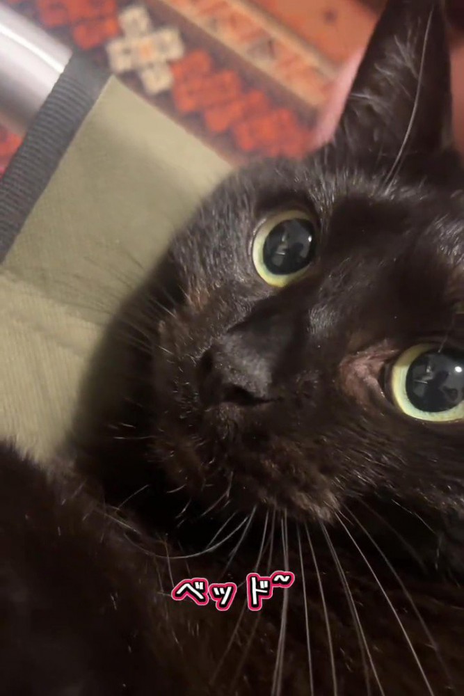 前を見る猫の顔