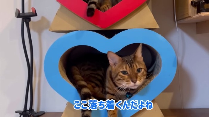 ハートの爪とぎの中に入っている猫