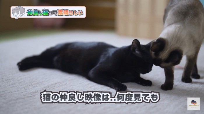 頭をくっつけ合う黒猫とシャム猫