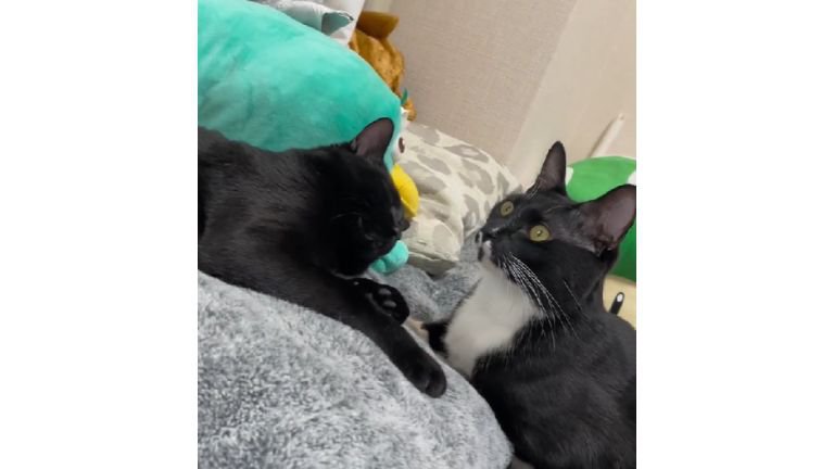 室内にいる猫たち