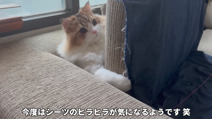 シーツを触る猫