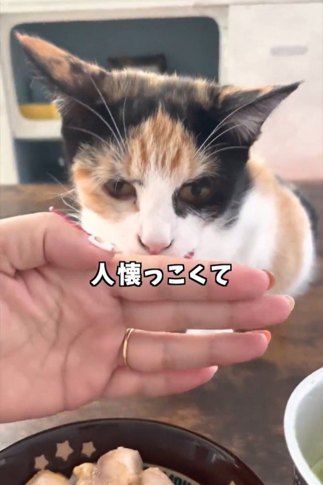 制止される猫