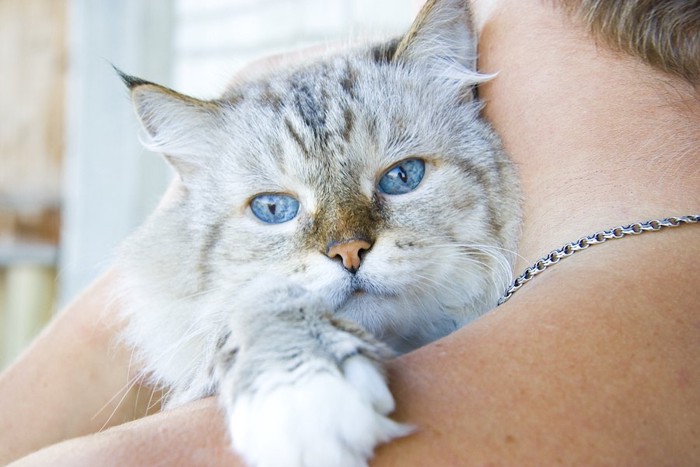 飼い主に抱かれたブルーの瞳の猫