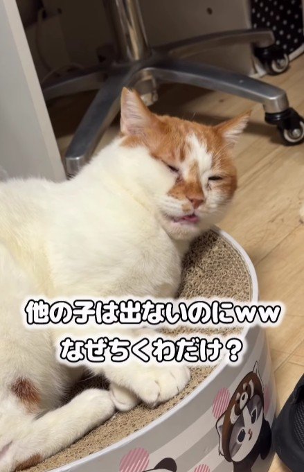 リラックスしている猫
