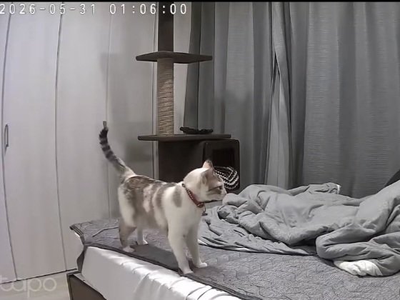 飼い主に向かって鳴く猫