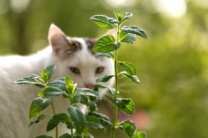 ハッカの向こうにいる猫