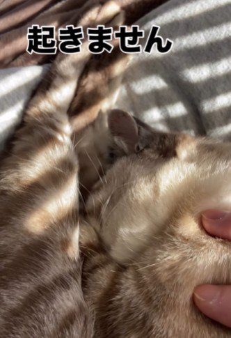 全然起きない猫
