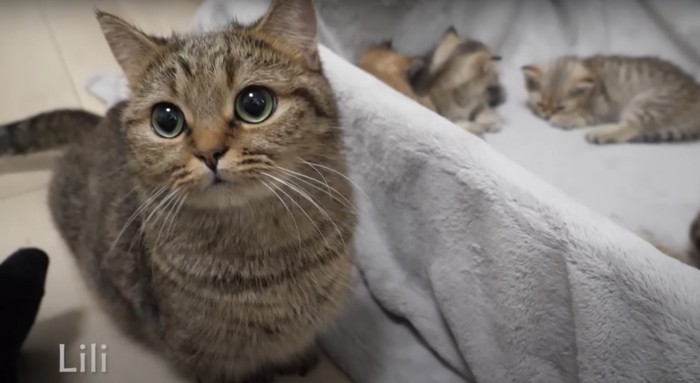 猫のドアップ